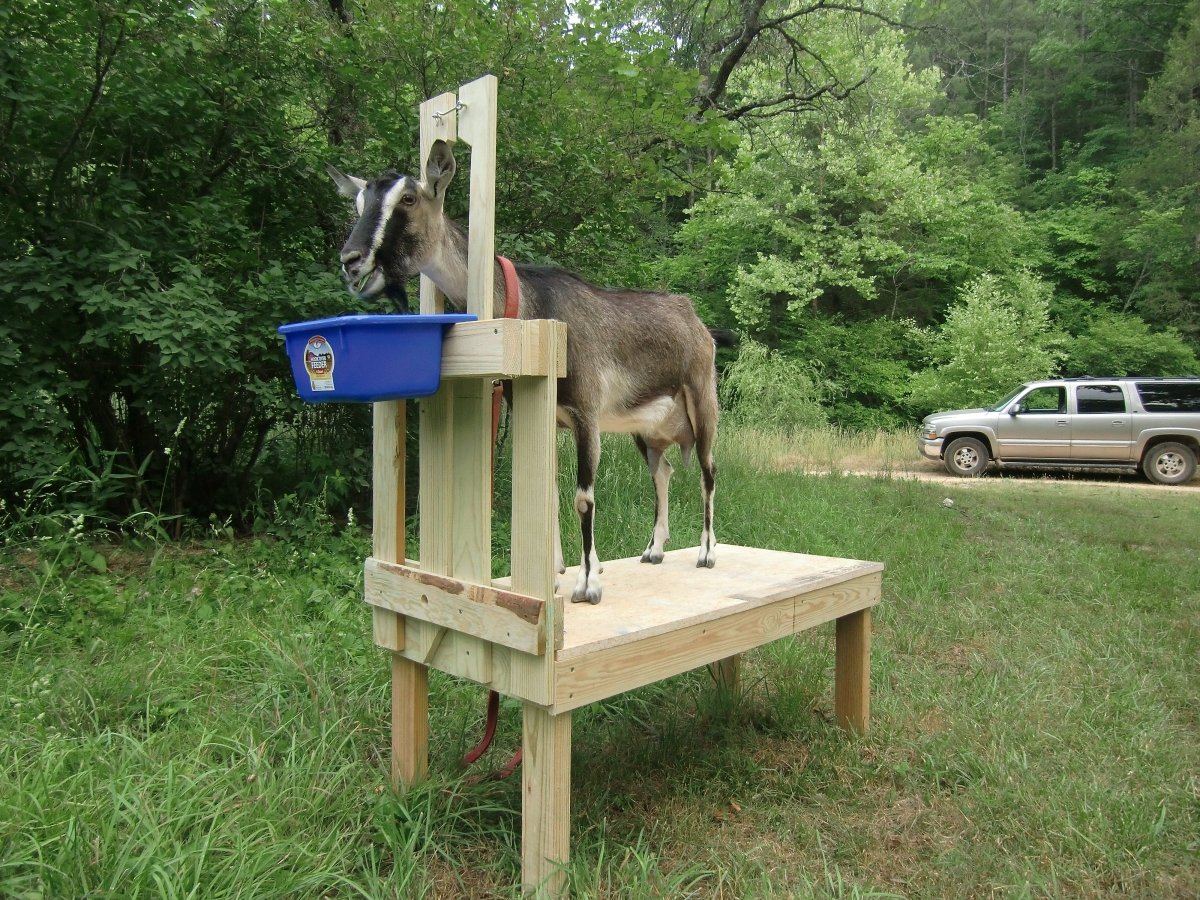 How to Raise Goats: A Beginner’s Guide to the Essentials